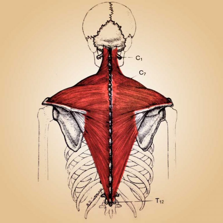 斜方肌上部1号劳损点