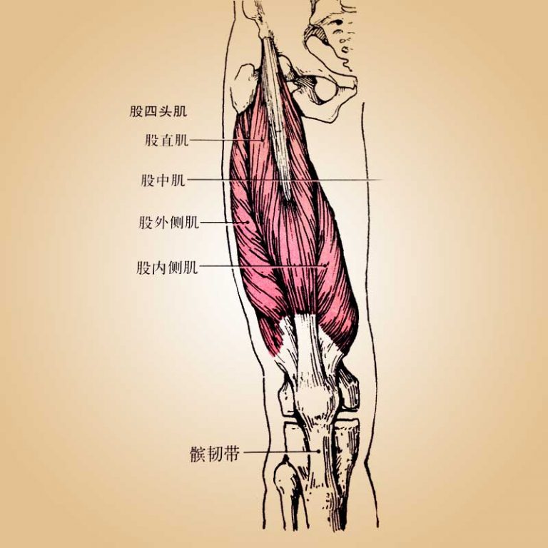 膝痛1－股直肌劳损