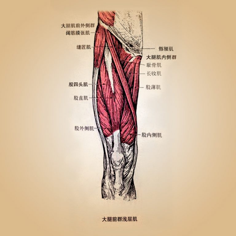 膝痛2－股内侧肌劳损