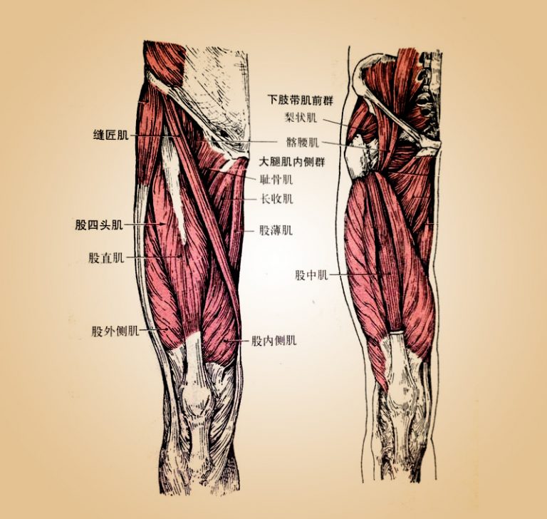 膝痛3－股中间肌劳损